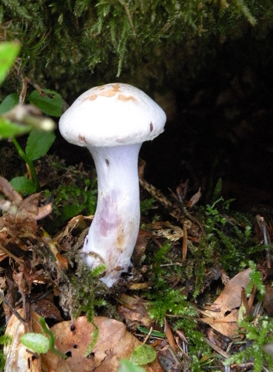 Cortinarius con lamelle violette?